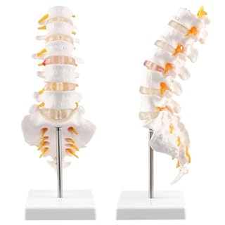 QWORK® Modello anatomico della colonna vertebrale con osso sacro aperto - 1:1 grandezza naturale