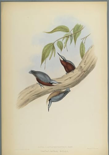 Affiche oiseau Sittelle à ventre marron par John Gould impression sur toile 60x90cm