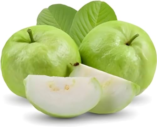 Image of Natura GreenHouse Original 1 Live Thai -7 Guava Amrud Plant hybrid all seasons Height 1.5-2 FT (Thai -7 Guava)