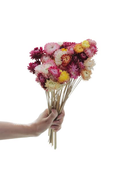CLOUD INDIA Arte Casa - Golden Hour Straw Flowers (20 Stems) Multicolour