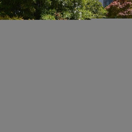 Reviews y listado de Barreras de jardín de madera natural - solo los mejores. 24 Imagen adicional