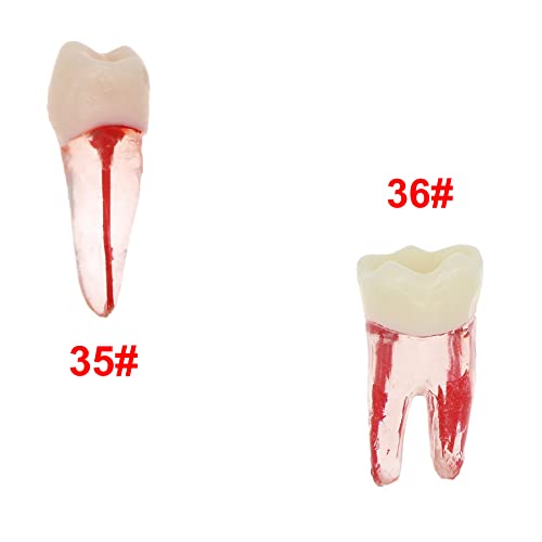Debksgeoti DEBKSGEOTI-M8007-10 10Pcs Dental Root Canal Pulp Cavity Rct Practice Endodontic Teeth Model Typodont Study Teach M8007-Kit thumb #5