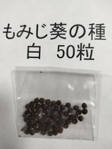 もみじ葵の種 白 50粒 ガーデニング 家庭菜園 - ノーブランド品 - 商品画像