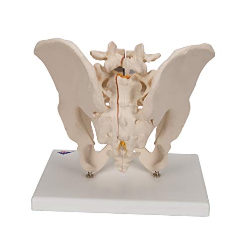 Image of 3B Scientific H21 /1 Male Pelvis- 3 Part - 3B Smart Anatomy