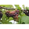Generic Fresh 100st Grape Fruit zaden voor opplant Rood groen