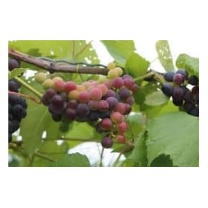 Generic Fresh 100st Grape Fruit zaden voor opplant Rood groen