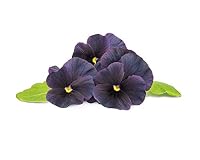 Click & Grow Schwarze Petersilie Nachfüllkapseln, 3er-pack für Smart Garden – Ansicht 2