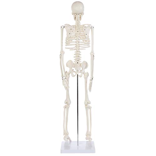 Anatomy Lab Human Skeleton Model, 34" Skeleton with Base, Movable Arms and Legs, and Detailed Human Bones. Durable Design Perfect for Students and Teachers by Anatomy Lab - Image 4