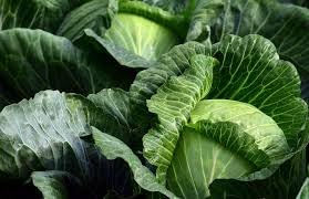 Image of Cabbage seeds (50 seeds)