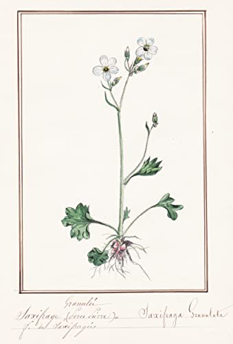 Saxifrage Granulee / Saxifraga Granulata - Knöllchen-Steinbrech / Botanik botany / Blume flower / Pflanze plant