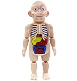 organos del cuerpo humano corazon para colorear 🧒Materiales seguros de alta calidad: Este maniquí está hecho de materiales plásticos seguros de alta calidad, duraderos y prácticos. La superficie es lisa y no te hace daño a las manos.