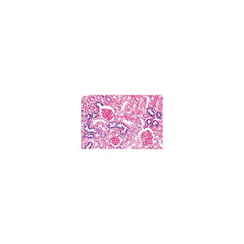Image of 3B Scientific GmbH W13315 Urinary System-German