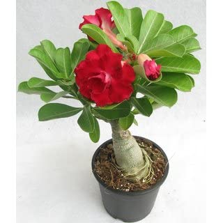 Cloud Farm Bonsai Air Layered Adenium/Desert Roses Live Flower Plant,1 Healthy Live Decorative Flowering Plant, 1Ft Height in Nursery Grow Bag for Home Garden CF_2062 (B0C7ZZGXZY) Amazon Price History, Amazon Price Tracker