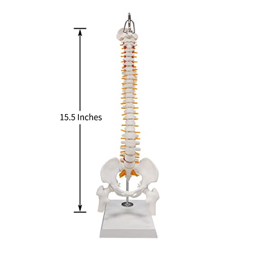 Image of 15.5 inch Mini Human Spine Model, Bendable Spinal Cord with Herniated Disk, Nerves, Arteries, Pelvis, and Femur Stumps, for Medical Students and Chiropractors, Includes Stand