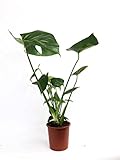 📦 EMBALAJE DE PROTECCIÓN: las plantas de SMPLY. son preparadas y embaladas de manera especial para evitar problemas durante el envío. Cuidamos los plazos de entrega para que la tierra llegue húmeda. Ante cualquier incidencia no dude en contactarnos a través de la mensajería interna de Amazon y le ayudaremos con el problema.