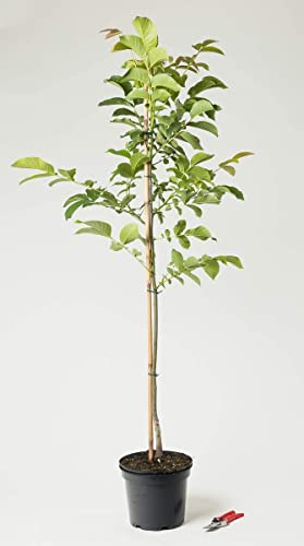 Walnussbaum Juglans regia Containerware 80-100 cm
