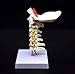 Cervical Vertebra Arteria Spine Spinal Nerves Anatomical Model Anatomy for Science Classroom Study Display Teaching Medical Model
