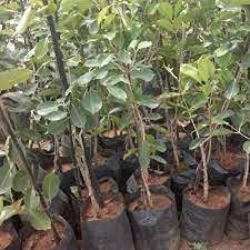 See full amazon price history chart for Grun Live Black Jamun Grafted Jam Sweet Fruit Plant Grun Live Black Jamun Grafted Jam Sweet Fruit Plant (B095N7D3D9) Amazon Price History, Amazon Price Tracker