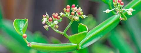 Zyrex Asthishrunkala (Hadjod) formally Know as Veld Grape Tablets-60 Tablets-Asthishrunkala has always been considered as an ingredient that aids in maintaining joint health