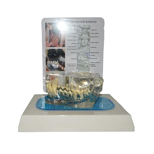 Dent canine de chien pour éducation de la physiologie et démonstration vétérinaire précise - 4