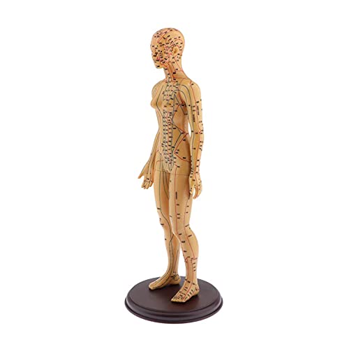 Human Body Acupuncture Model - Pressure Point and Meridians, Male with Base Human Acupuncture Meridians Model Acupuncture Starter Kit, Model Anatomy Professional Medical 18.90 Inch