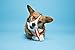 Hartz Chew'n Clean Bone Small