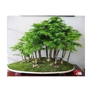 30 Wacholder Bonsai-Baum-Samen Topfblumen Büro Bonsai reinigen die Luft absorbieren schädliche Gase