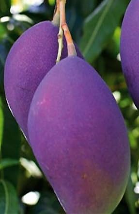 Image of Thailand Purple Mango Nam-Dok-Mai Si Mueng Hybrid Thai Purple Mango Fruit Plant (Grafted Plant, 2-3 Feet Height) Live Plant For Home Garden PB 63