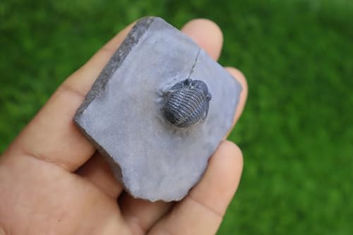 Trilobite fossile Gerastos authentique Dévonien Phacops de collection