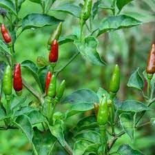 Bird eye chilli plant live (pack of 4) (B0CLT52W4G) Amazon Price History, Amazon Price Tracker