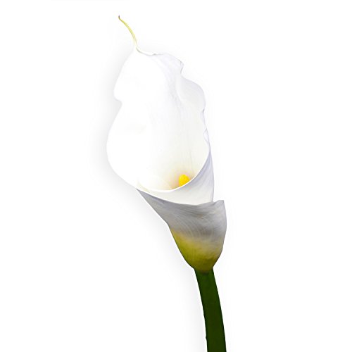 Globalrose 18 Fresh Open Cut White Calla Lilies - Fresh Flowers For Birthdays, Weddings Or Anniversary. #TOP1