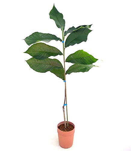 Amazon.co.jp: ポポー：宝珠（ホウジュ）接木苗5号ポット[国内で育種