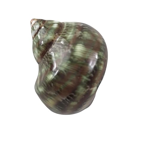 Image of MMvolesy Assorted Turbo Shell,Hermit Crab Shells 5Pc 1.5-2 Inch