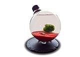  Marimo Moss Kugeln Mit Glühbirne Terrarium - Zierpflanze für Aquarien - Aegagrophila linnaei - Glas Aquarium Set - Wasserpflanze Geschenk Set