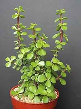Jade Plant, Live Healthy Good Luck Indoor Plant, Ideal for Vastu, Home and Office Desk, Pack of 1-image-34