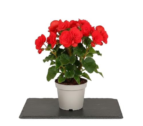Planta Natural Begonia Hiemalis DECOALIVE Begonia Roja de Flor en Maceta de 14 cm