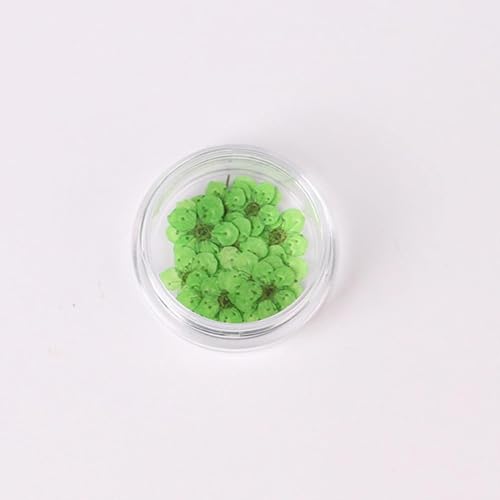 100 piezas flores secas Narciso prensadas con caja para arte DIY miniatura 1