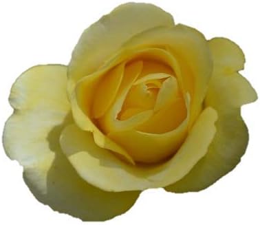 Amazon バラ苗 レヨンドゥソレイユ 国産大苗裸苗 フロリバンダ Fl 四季咲き中輪 修景用 黄色系 花