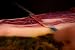 Jamón de Cebo 50% Ibérico (Paleta) | Paleta Ibérica de 5,5 KG...