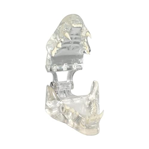 UIGJIOG Ganascia in Felina a Cerniera Modello