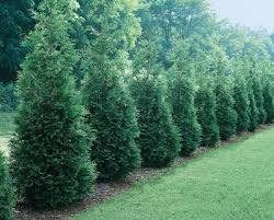 Arborvitae Green Giant Thuja Plicata in Trade Gallon (0.667 gallons of Potting...