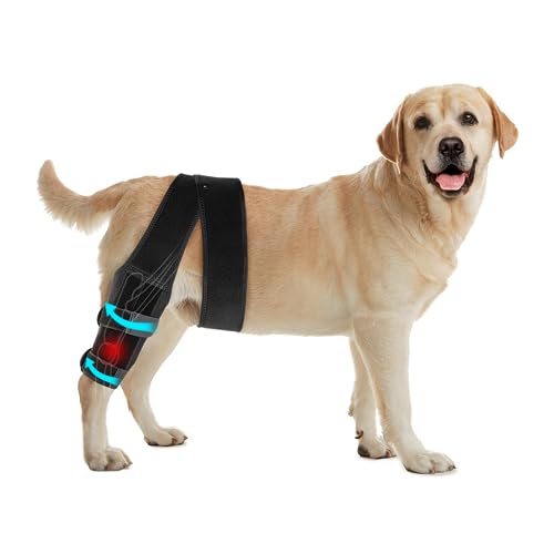 Protect Your Pup's Paws 10 Best Knee Braces for Dogs with Reviews and