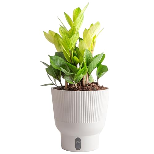 Costa Farms ZZ Chameleon Plant, Easy to Grow Live Indoor Housepla...