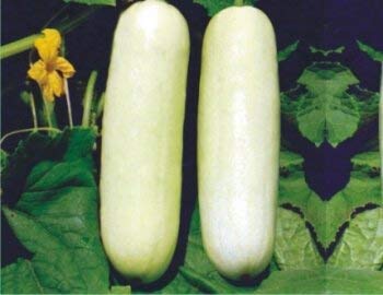 Golden Hills Farm (AVG 100-261) seeds CUCUMBER WHITE LONG SEEDS (B07ZJ2TK68) Amazon Price History, Amazon Price Tracker