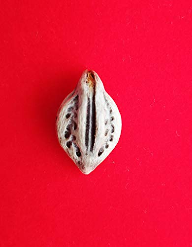 Buti Mool Nettle Leaf Plant | Bicchu Fruit | to Reduce Effects of Saturn