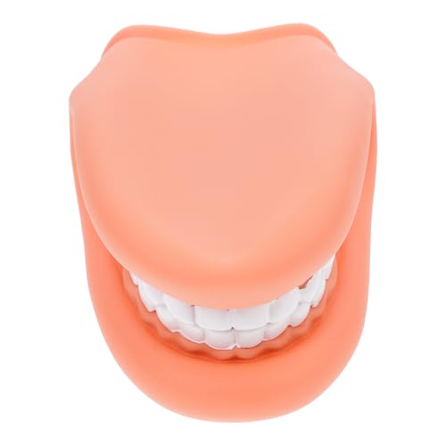 Yardwe Modèle Pédagogique de Dents Humaines en Pvc pour Enseignement Interactif Aide à Développer les Habitudes Orales pour Garçons, Filles et Étudiants en Formation et Enseignement