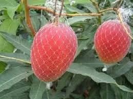 GREEN LINE Miyazaki Mango Grafted hybrid Healthy Live plant, (Plant- 1.5 Feet Height) Healthy Fruit Plant For Home Garden Plants Tree (Pack of 1)