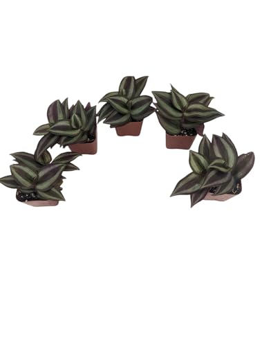 Tradescantia Zebrina Plants, 2 Inch Pots, Set of 5, Purple-Green Wandering Jew -  fmc bamboo
