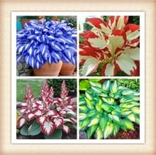 Perennial, Ornamental Flowers, Hosta Bulbs Live, Hosta Plants for Sale, Easy Plant, Wedding Flowers, 4bulbs-a