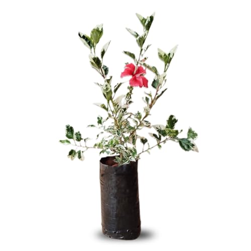 Muda de Híbisco Vermelho Variegata Ideal Para Calçadas, Cercas e Jardins